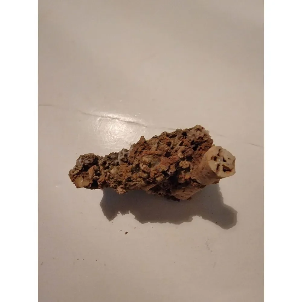 Fossilized‎ Coral Sponge Piece Fossil Ocean Marine Life